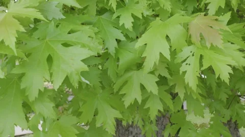 A tree with beautiful leaves blowing in the wind Video stock 241588086