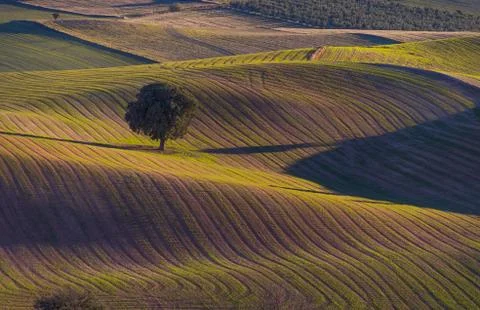 Tree with beautiful light in the field 스톡 사진
