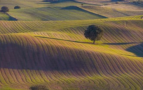 Tree with beautiful light in the field 스톡 사진