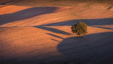 Tree with beautiful light in the field 스톡 사진