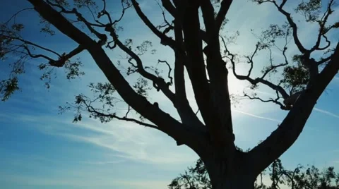 Tree with beautiful sky in the back Stock Footage 62494867