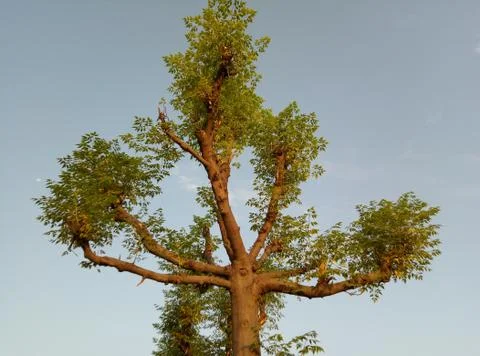 Tree with beautiful sky background Stock Photos