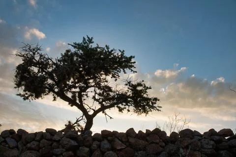 Tree with beautiful sky in the background Foto stock