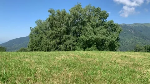 Tree in a beautiful sunny day Vidéo 149476874