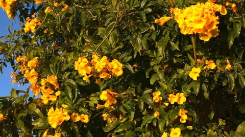 Tree with beautiful yellow flowers Stock Footage 60214286