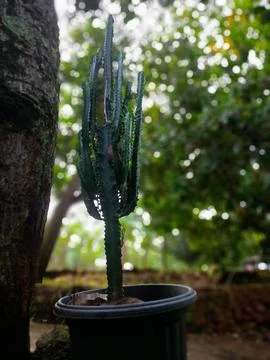 Tree beauty 写真素材