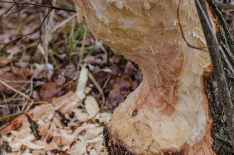 Tree beaver detail Stock Photos