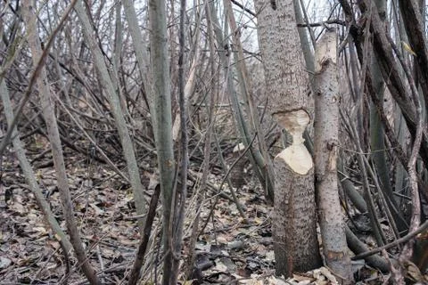 Tree that the beavers gnawed Stock Photos