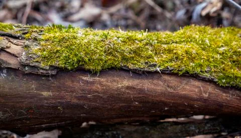 A tree becoming over moss Stock Photos