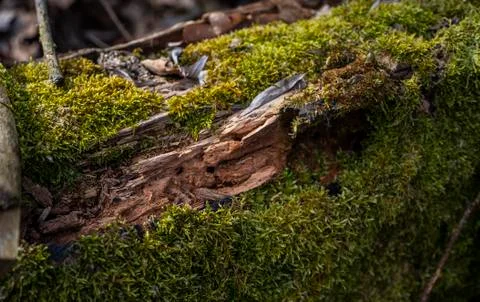 A tree becoming over moss Stock Photos