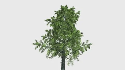 TREE BEECH 1 Vídeos de archivo 61823239