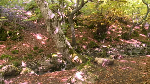 Tree in a beech forest by small stream, tilt up Video stock 56133187