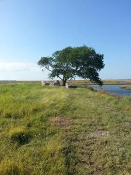 Tree of beginning Stockfoto's