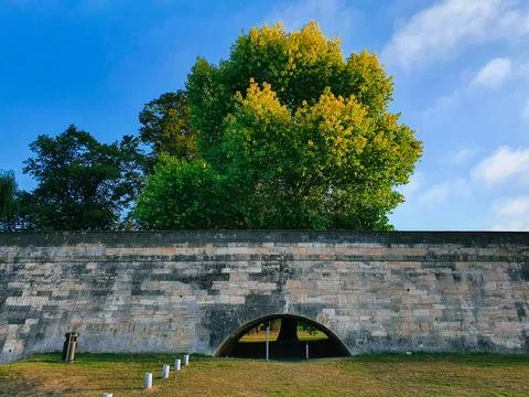 Tree behind a bridge Foto stock