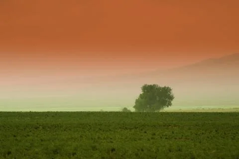 Tree behind a farm Stock Photos