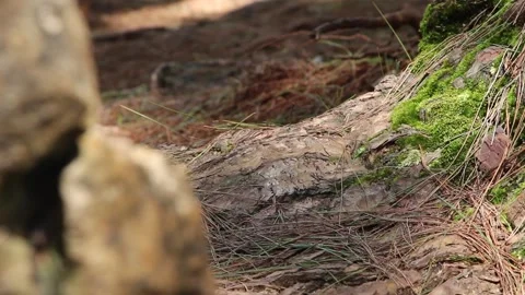 A TREE BEHIND THE ROCK Stock-Footage 250326152