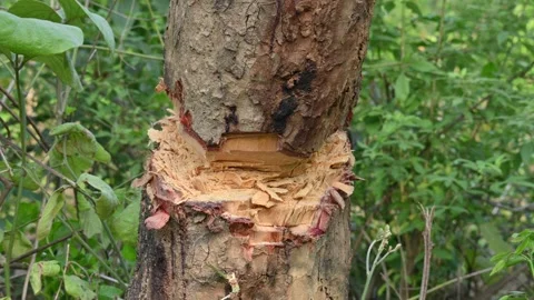 Tree being cut down with an axe. Stock Footage 308457621
