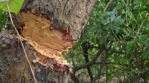Tree being cut down with an axe. Vidéo 308457827