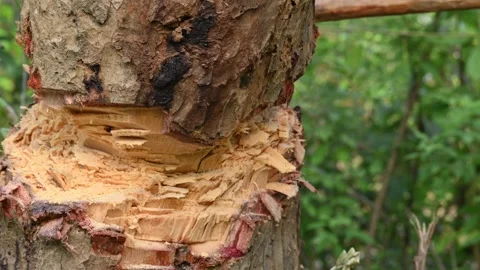 Tree being cut down with an axe. Видео 308457931