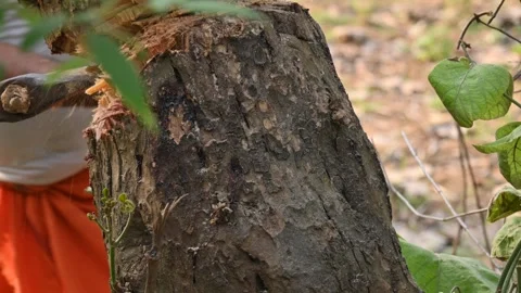 Tree being cut down with an axe. Видео 308457979