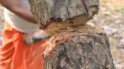 Tree being cut down with an axe. 動画素材 308458044