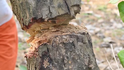 Tree being cut down with an axe. Vidéo 308458093