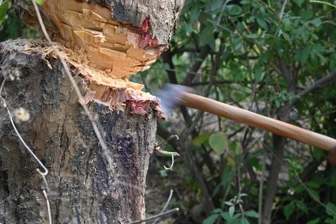 Tree being cut down with an axe. Stock Photos