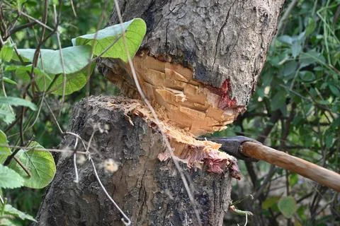 Tree being cut down with an axe. Stock Photos