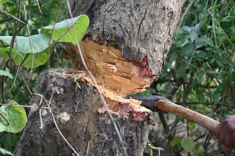 Tree being cut down with an axe. Stock Photos