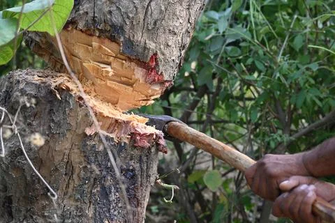 Tree being cut down with an axe. Stock Photos