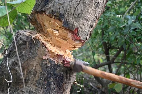 Tree being cut down with an axe. Stock Photos