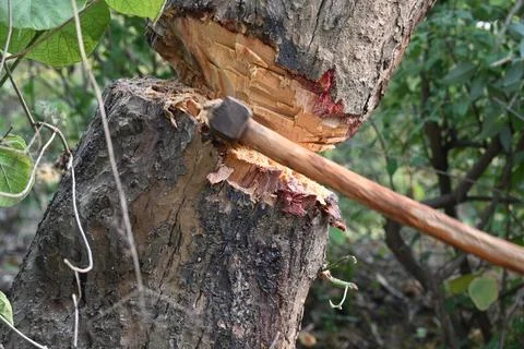 Tree being cut down with an axe. Stock Photos