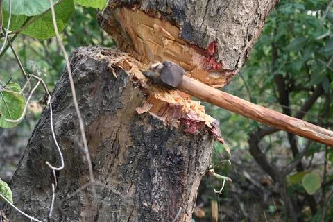 Tree being cut down with an axe. Stock Photos