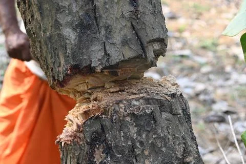 Tree being cut down with an axe. Stock Photos