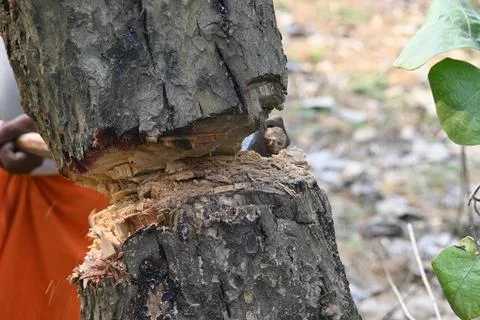 Tree being cut down with an axe. Stock Photos