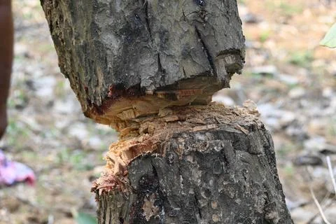 Tree being cut down with an axe. Stock Photos