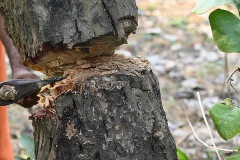 Tree being cut down with an axe. Stock Photos