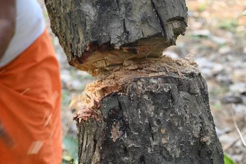 Tree being cut down with an axe. Stock Photos