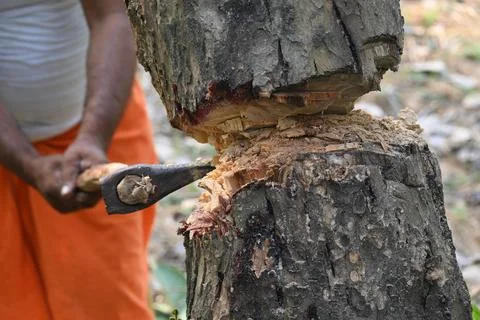 Tree being cut down with an axe. Stock Photos