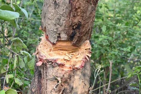 Tree being cut down with an axe. Stock Photos
