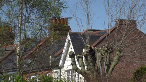 Tree being cut down Stock Footage 132245773