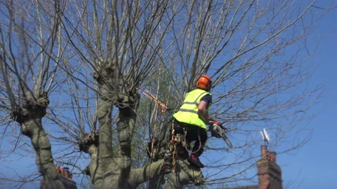 Tree being cut down Stock Footage 132247874