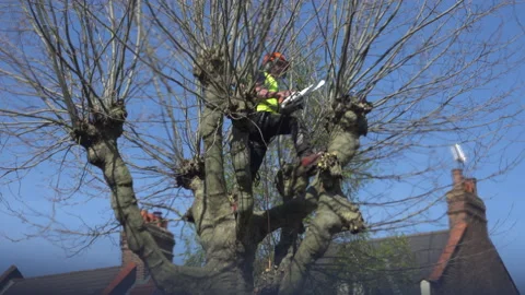 Tree being cut down Stock-Footage 132248957