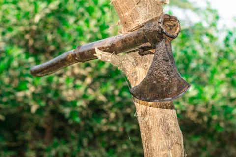 A tree is being cutting down by a traditional axe Stock Photos