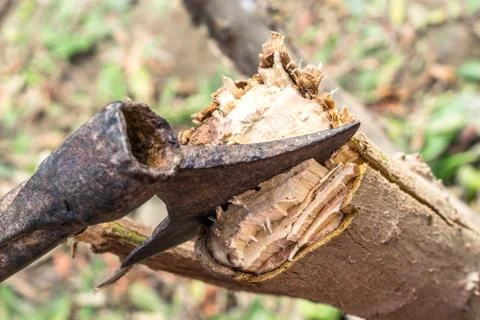 A tree is being cutting down by a traditional axe Stock Photos
