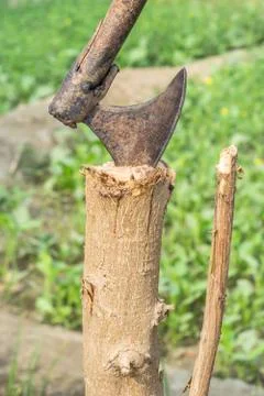 A tree is being cutting down by a traditional axe Stock Photos