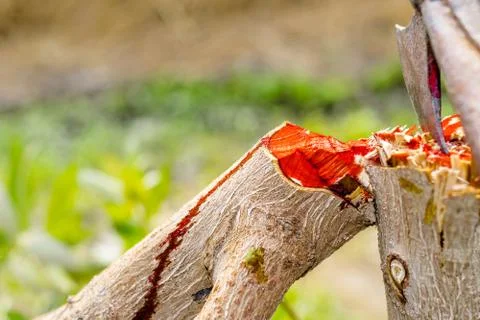 A tree is being cutting down by a traditional axe Stock Photos