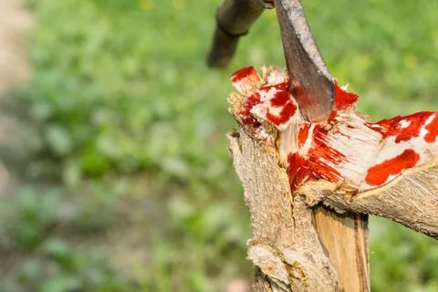 A tree is being cutting down by a traditional axe Stock-Fotos