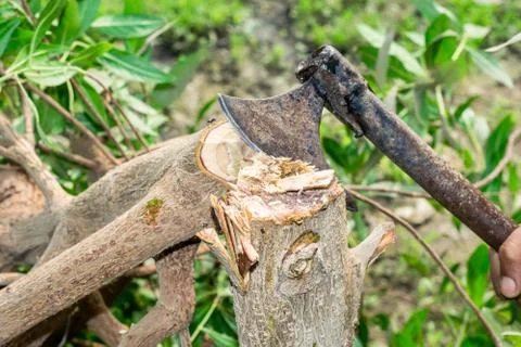 A tree is being cutting down by a traditional axe Stock Photos