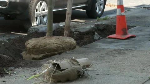 Tree being planted into sidewalk Stock Footage 11024243